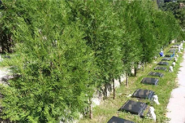 南马集公墓-天津寝园_南马集公墓节地树葬